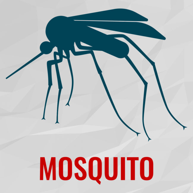 mosquito