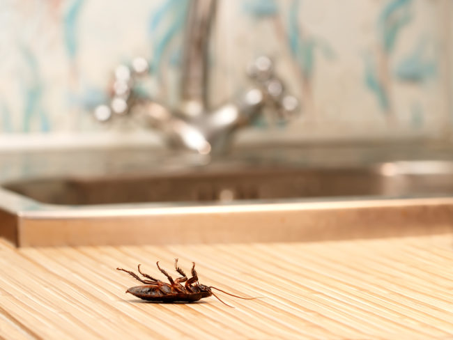 roach in kitchen roach in kitchen