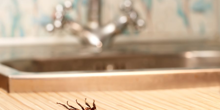 roach in kitchen roach in kitchen