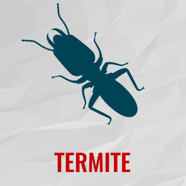 termite