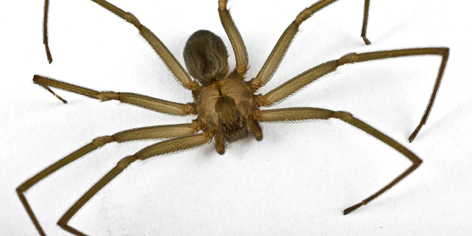 brown recluse spider look alike