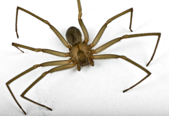 Macro shot of a brown recluse spider on white