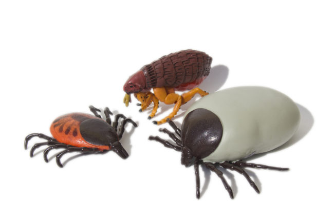 Encephalitis Ticks And Flea On White Isolated Background