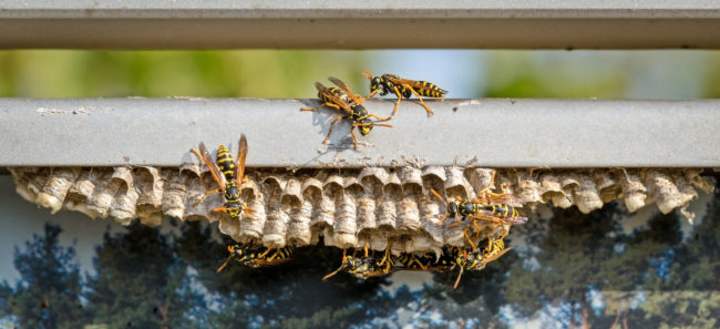 The Common Wasp (lat. Vespula Vulgaris) Is A Species Of Hymenopt