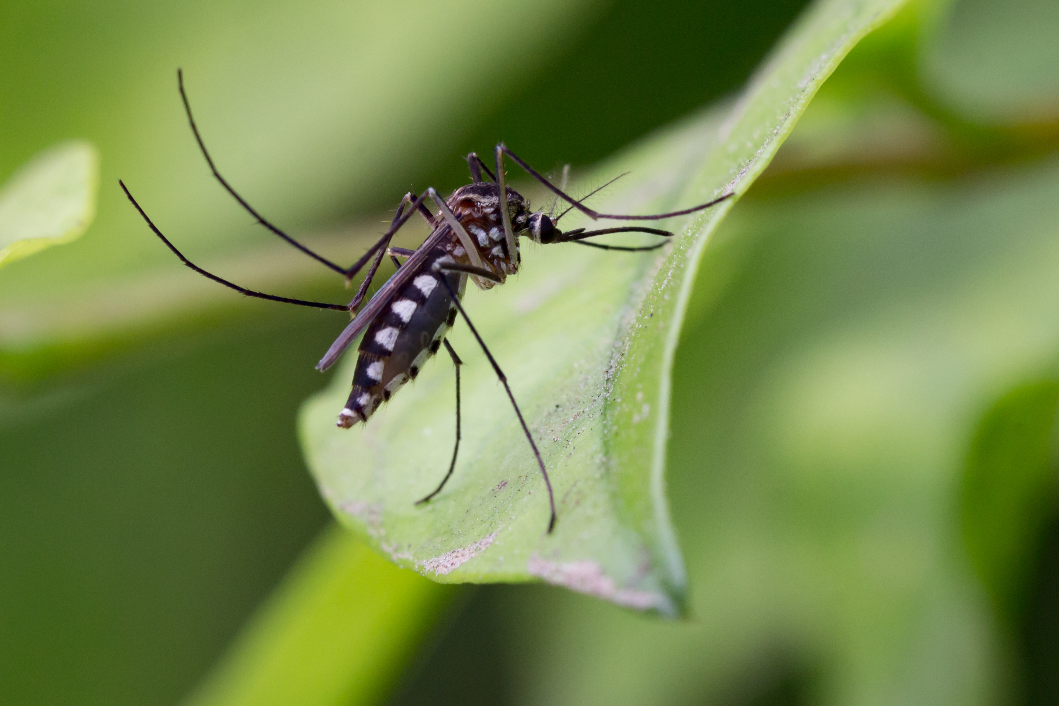 Aedes Aegypti Mosquito. Close Up A Mosquito Mosquito On Leaf,mos