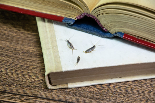 Insect Feeding On Paper – Silverfish. Pest Books And Newspapers.
