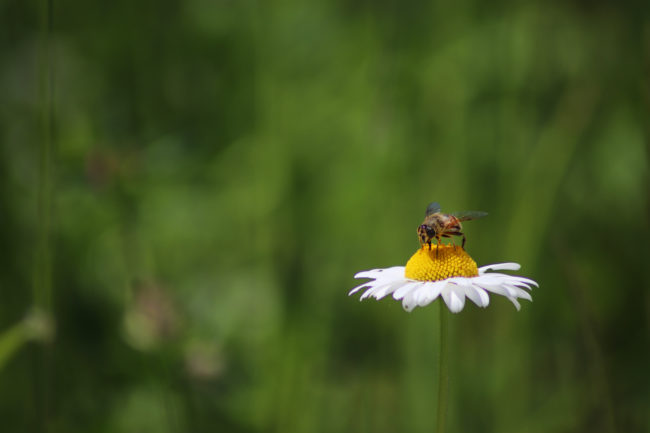 Bee On The Chamomile Flower. Bee Eat Pollen Of Flower. Bee On Wh